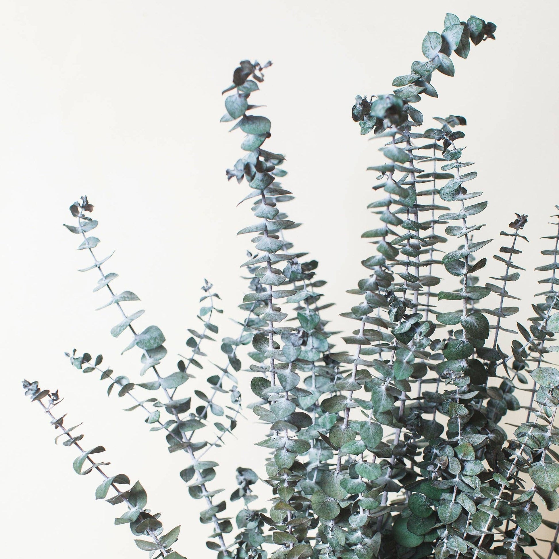 Preserved Green Spiral Eucalyptus - The Plant Lady SF