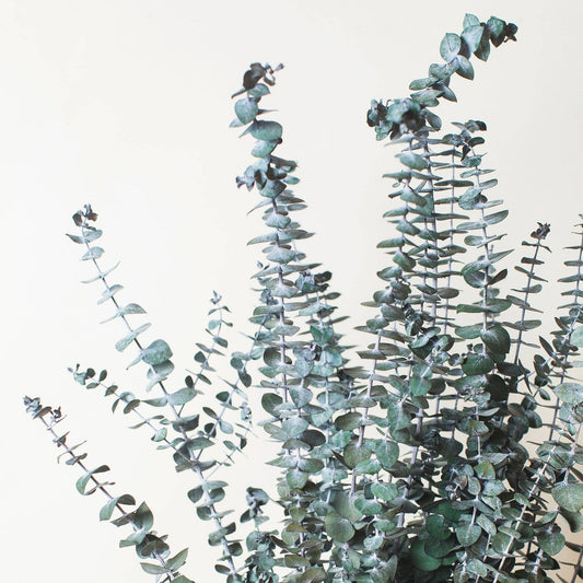 Preserved Green Spiral Eucalyptus - The Plant Lady SF