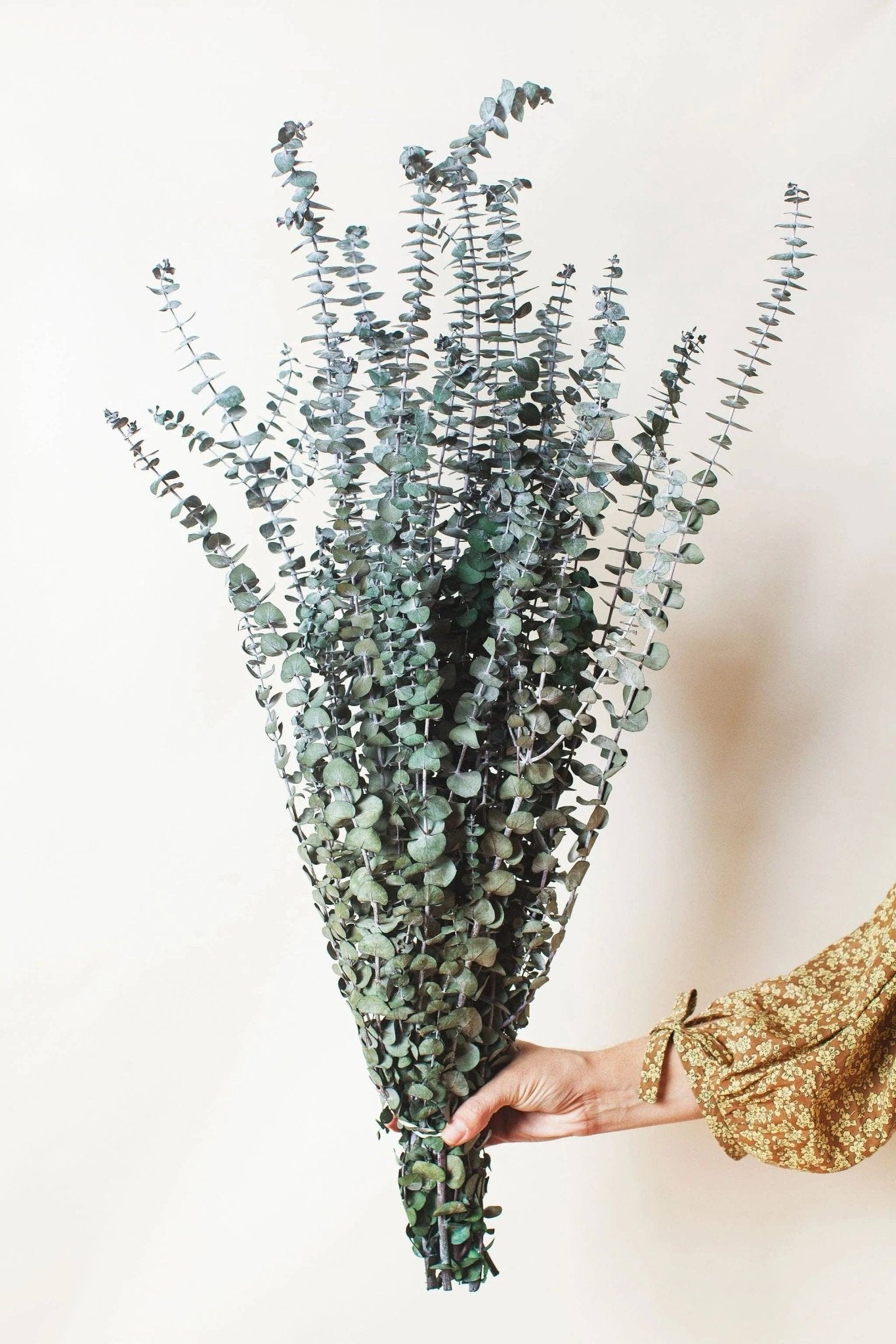 Preserved Green Spiral Eucalyptus - The Plant Lady SF