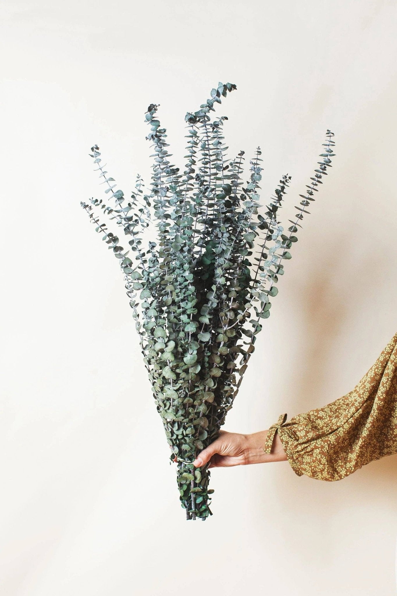 Preserved Green Spiral Eucalyptus - The Plant Lady SF