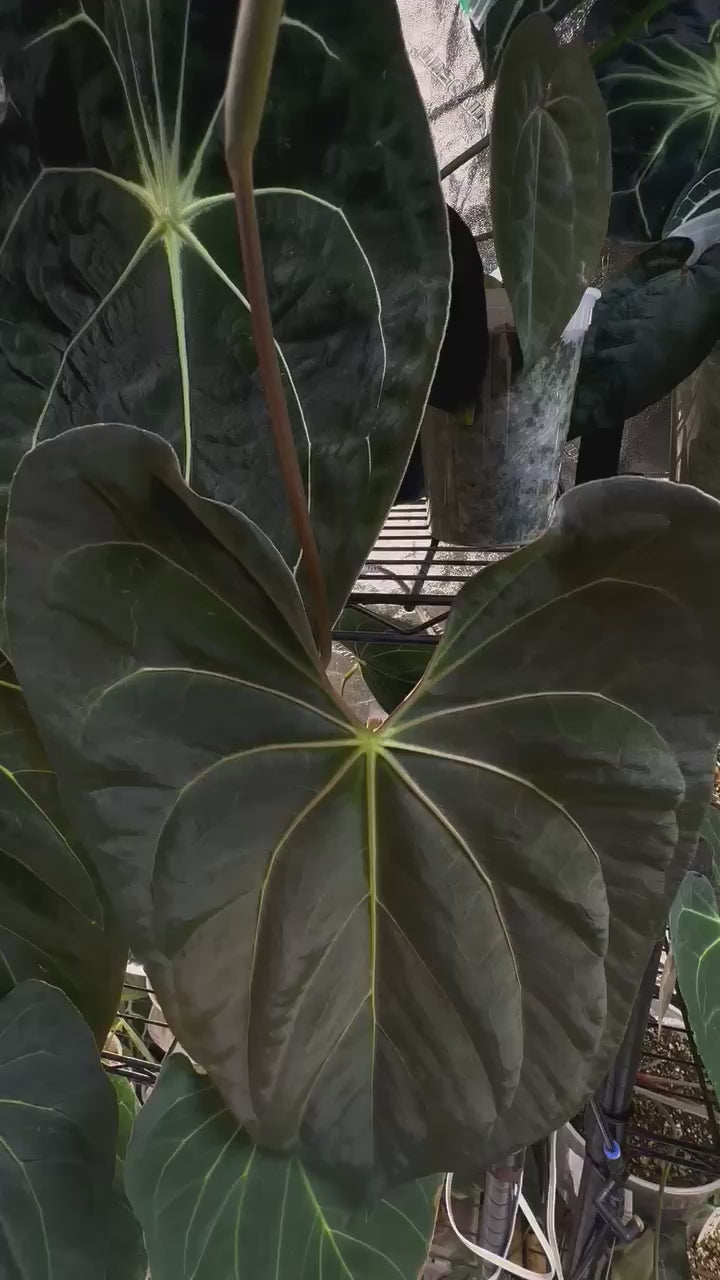 Anthurium (‘Dark Mama’ x papillilaminum) x (carlablackiae x forgetii) seedlings