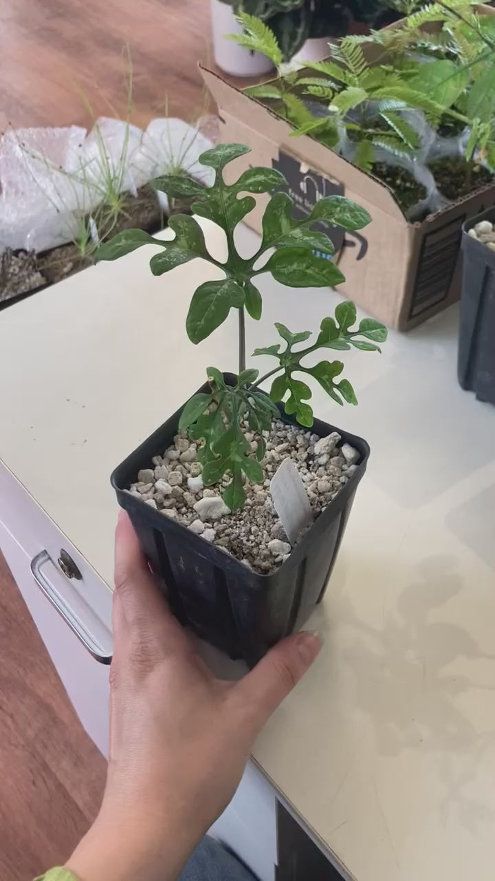 Adenia perrieri – The Plant Lady SF
