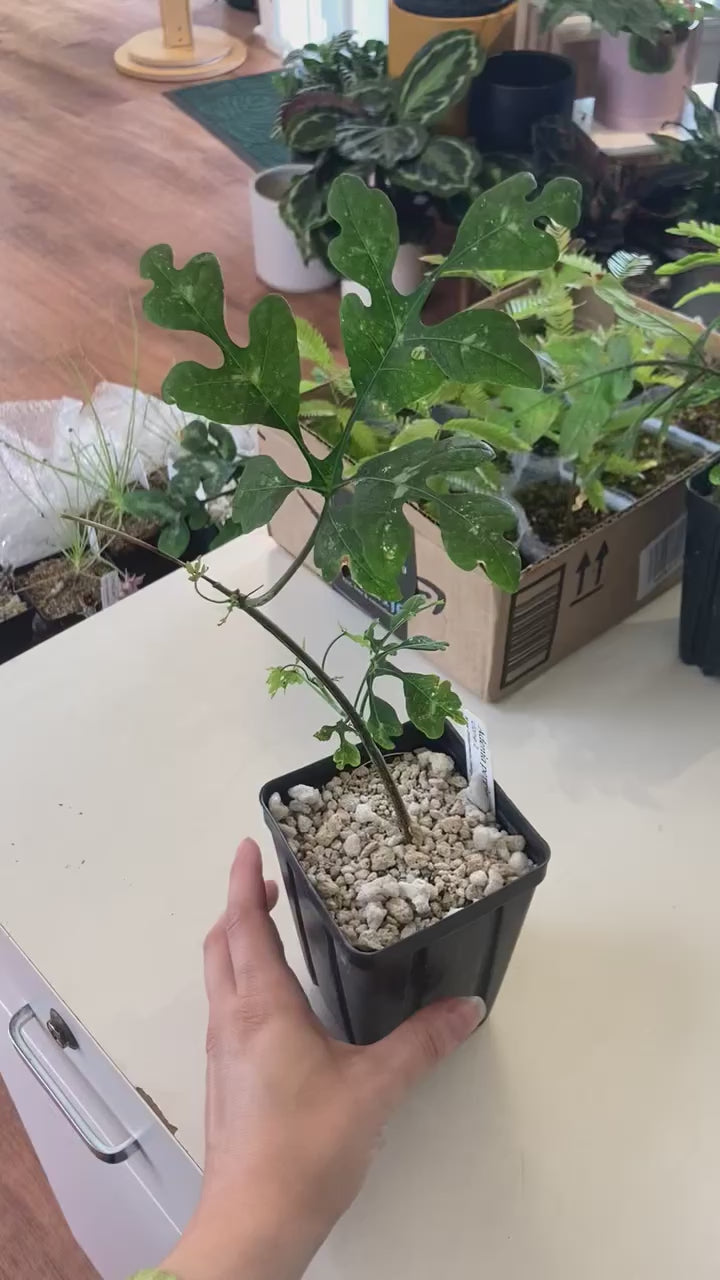 Adenia perrieri – The Plant Lady SF