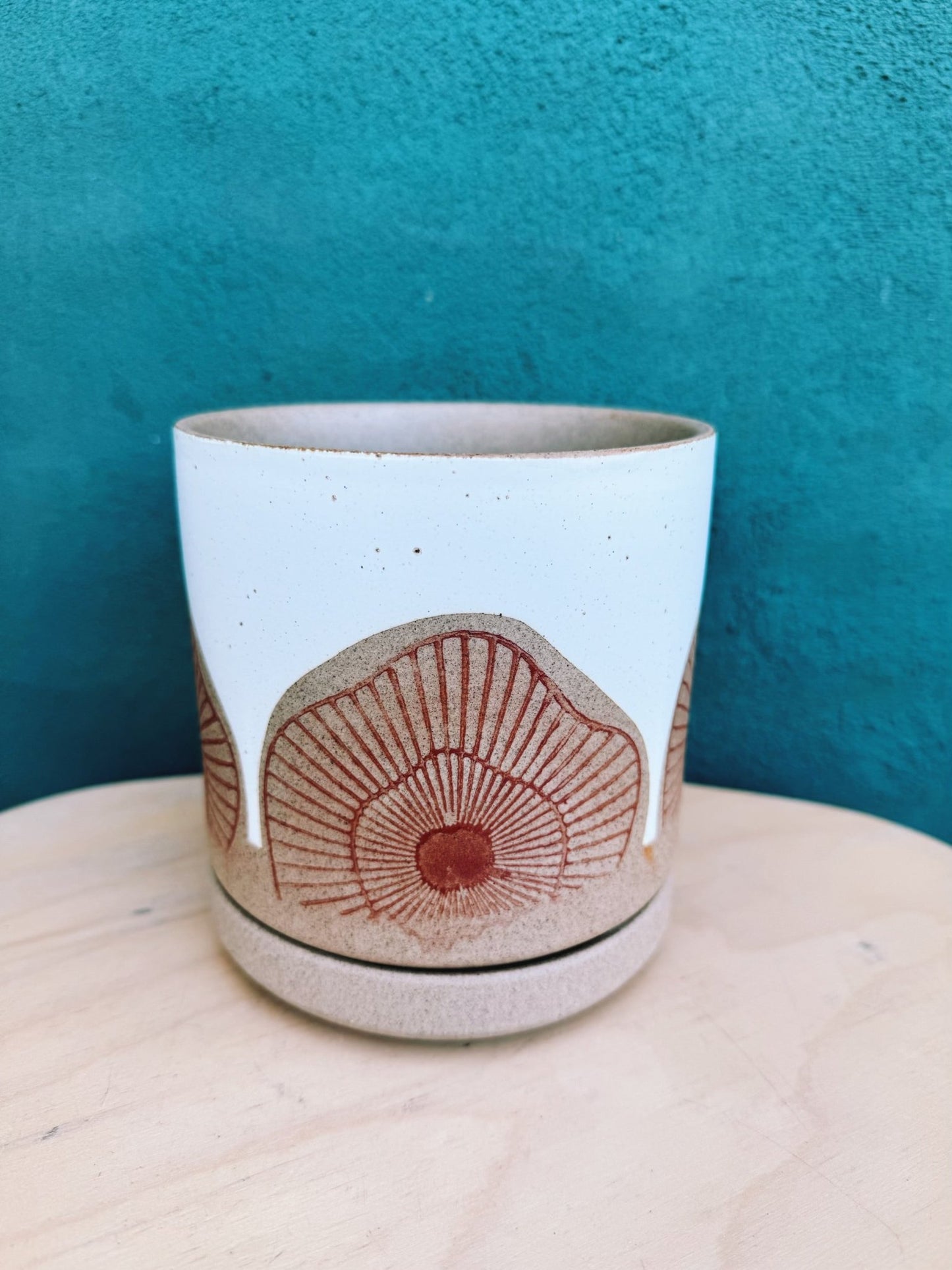 Protea Pot - The Plant Lady SF