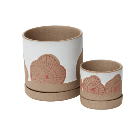 Protea Pot - The Plant Lady SF