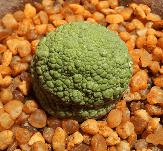 Pseudolithos migiurtinus - The Plant Lady SF