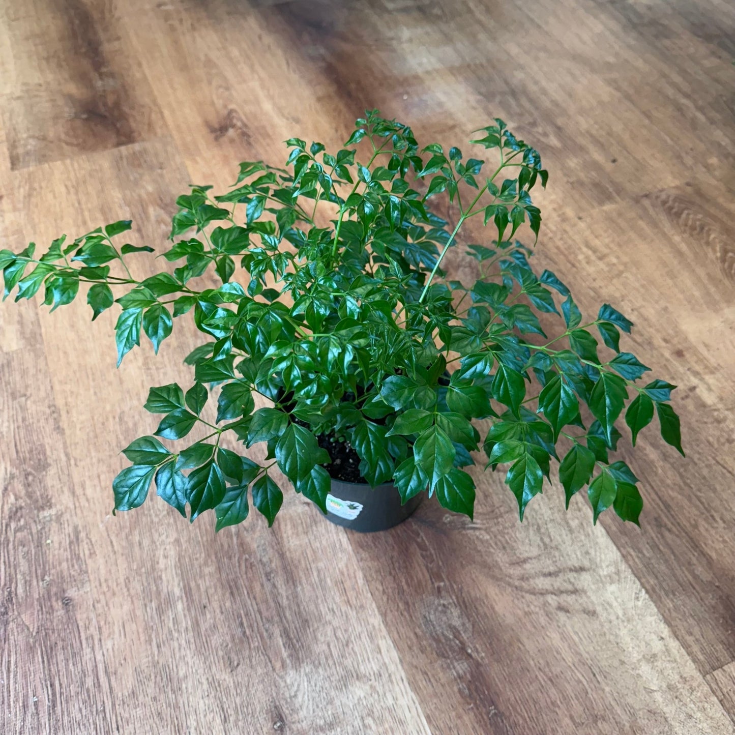 Radermachera sinica (China Doll Plant) - The Plant Lady SF