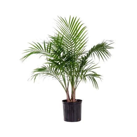 Ravenea rivularis (Majesty Palm) - The Plant Lady SF