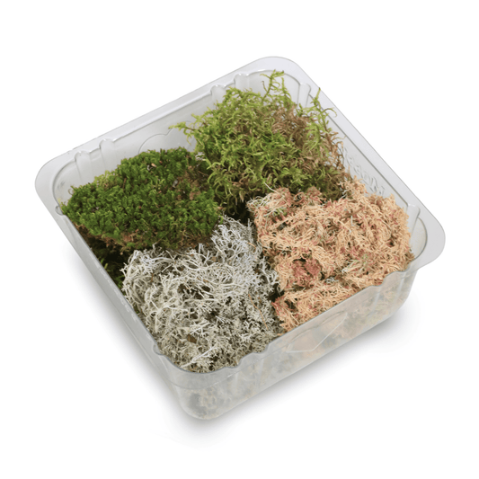 Revita - Moss Mixed Pack – 4 Species of live / dormant moss - The Plant Lady SF