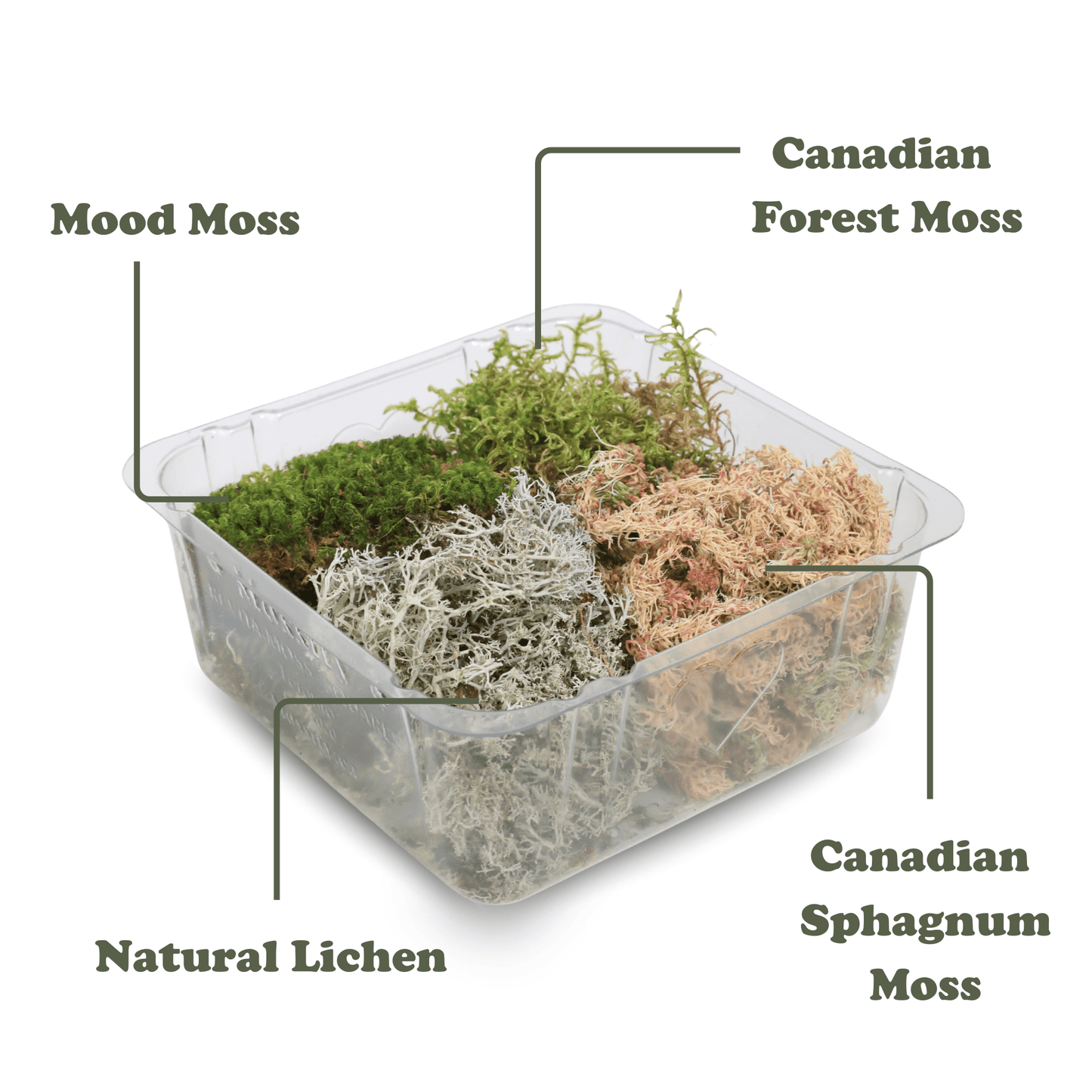 Revita - Moss Mixed Pack – 4 Species of live / dormant moss - The Plant Lady SF