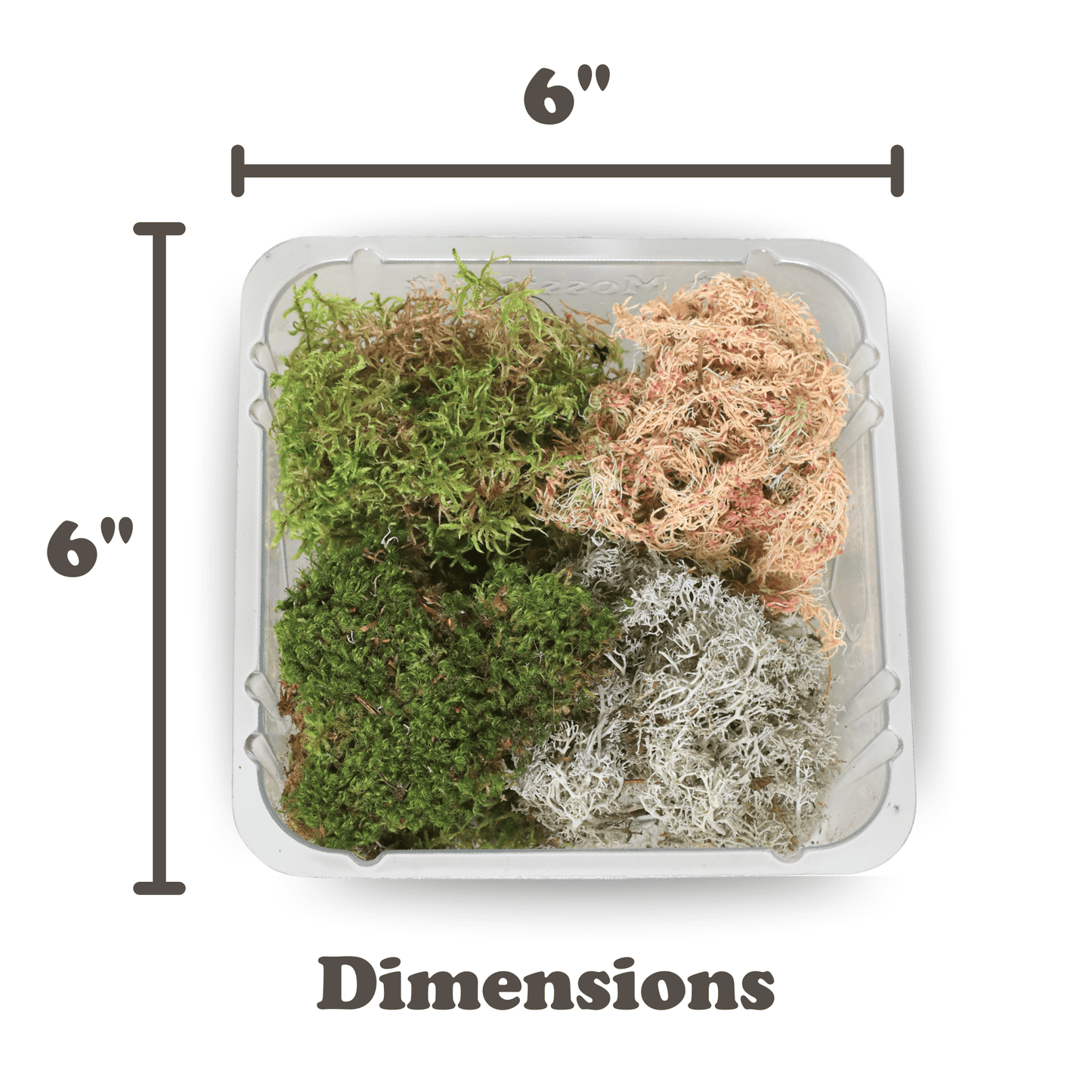 Revita - Moss Mixed Pack – 4 Species of live / dormant moss - The Plant Lady SF