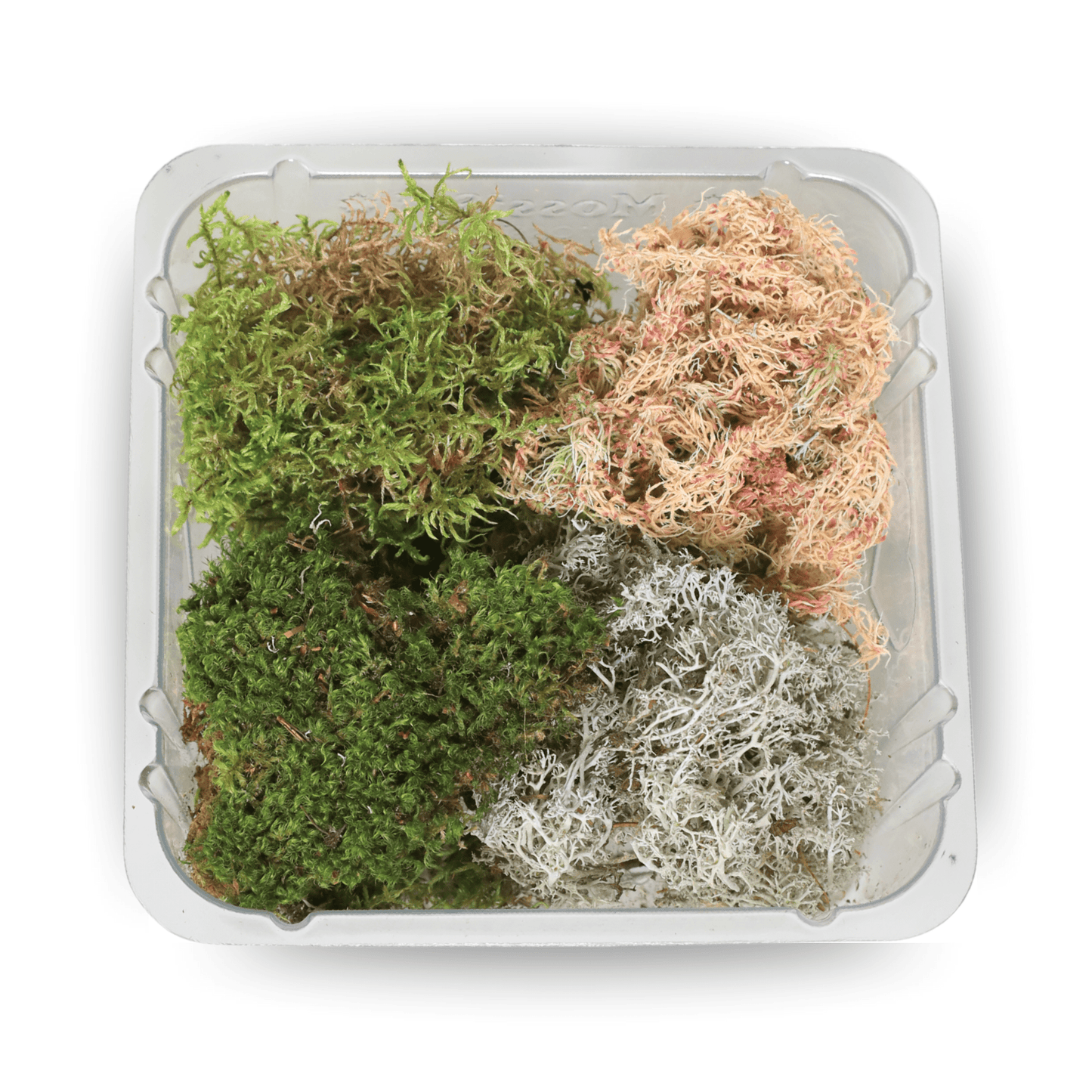 Revita - Moss Mixed Pack – 4 Species of live / dormant moss - The Plant Lady SF