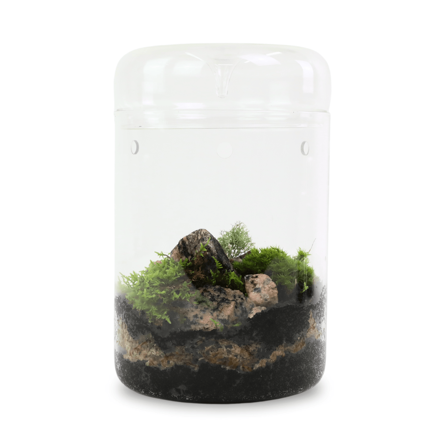 Revita - Moss Mixed Pack – 4 Species of live / dormant moss - The Plant Lady SF