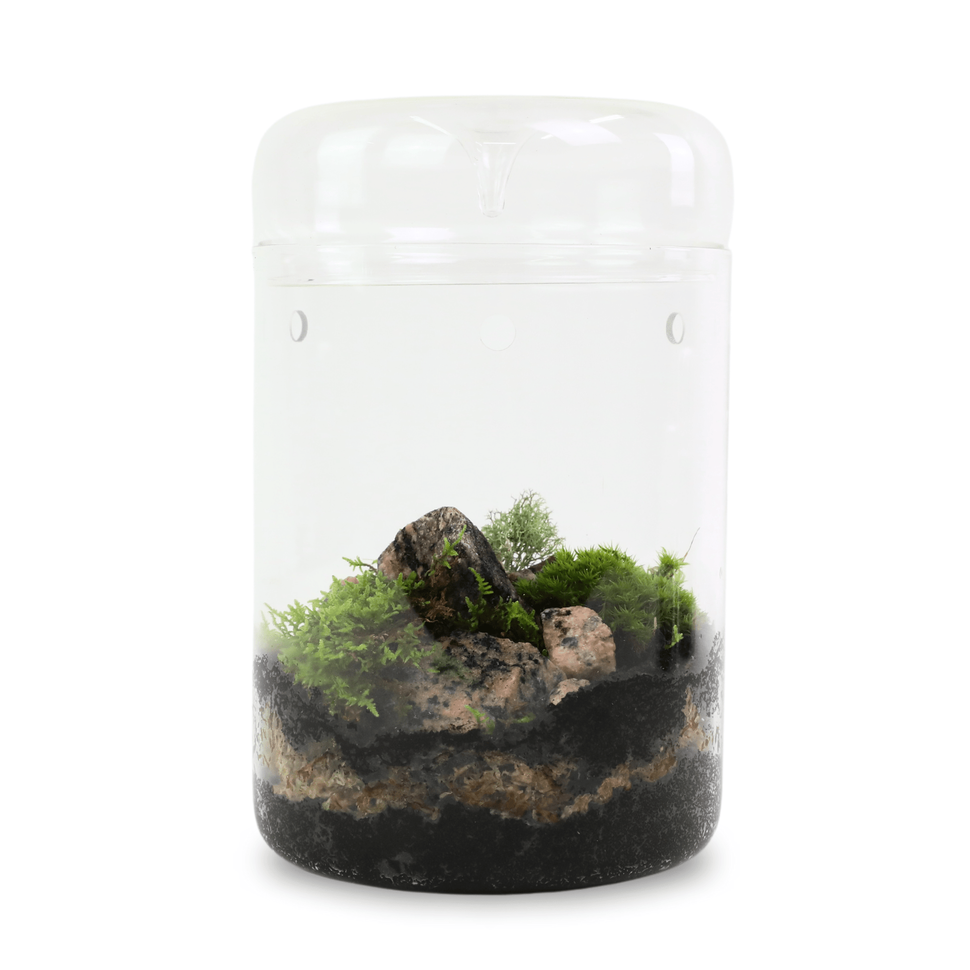 Revita - Moss Mixed Pack – 4 Species of live / dormant moss - The Plant Lady SF