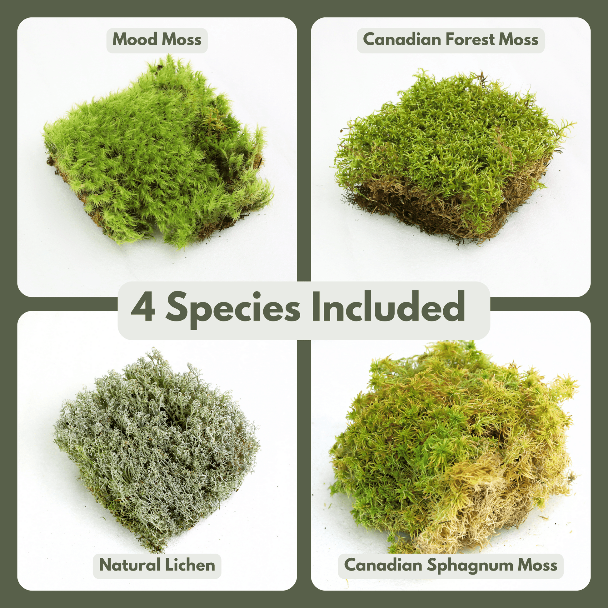 Revita - Moss Mixed Pack – 4 Species of live / dormant moss - The Plant Lady SF