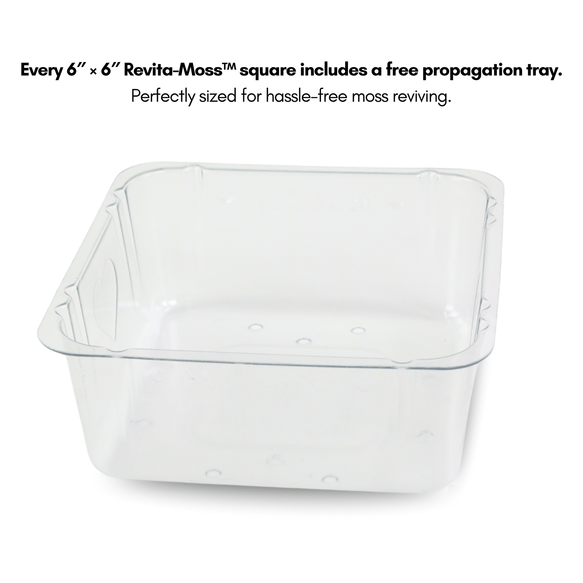 Revita - Moss Mixed Pack – 4 Species of live / dormant moss - The Plant Lady SF