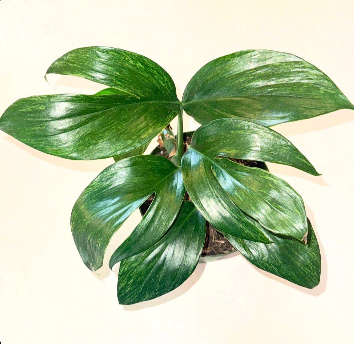 Rhaphidophora decursiva variegated - The Plant Lady SF