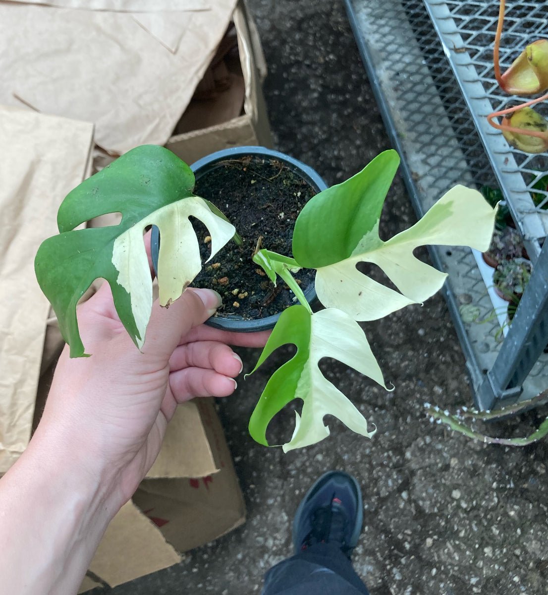 Rhaphidophora tetrasperma variegata ‘Albo’ - The Plant Lady SF