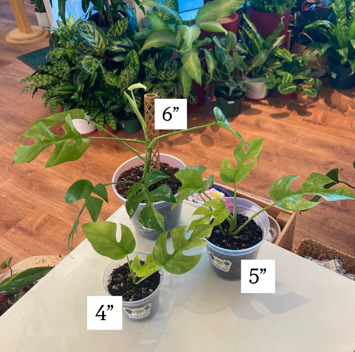 Rhaphidophora tetrasperma “Variegated Mint” - The Plant Lady SF