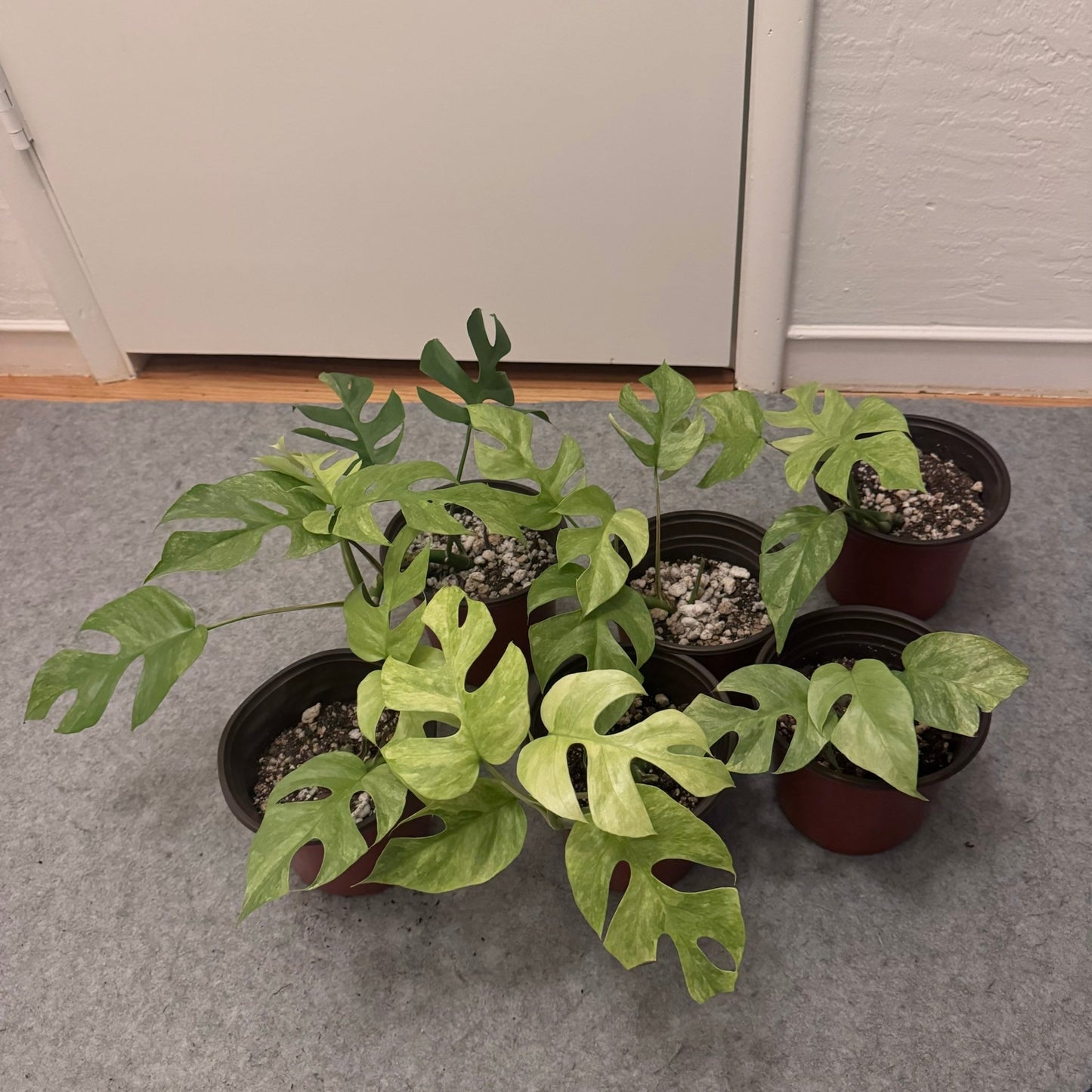 philodendron minima variegated Rhaphidophora tetrasperma “Variegated Mint”