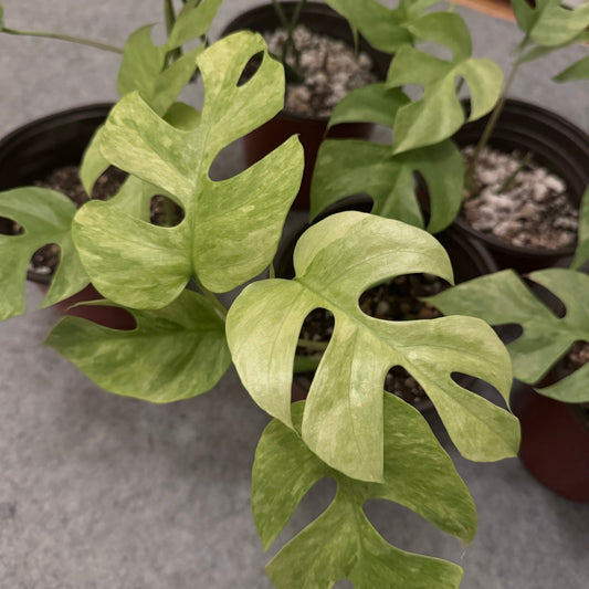 Rhaphidophora tetrasperma “Variegated Mint” - The Plant Lady SF