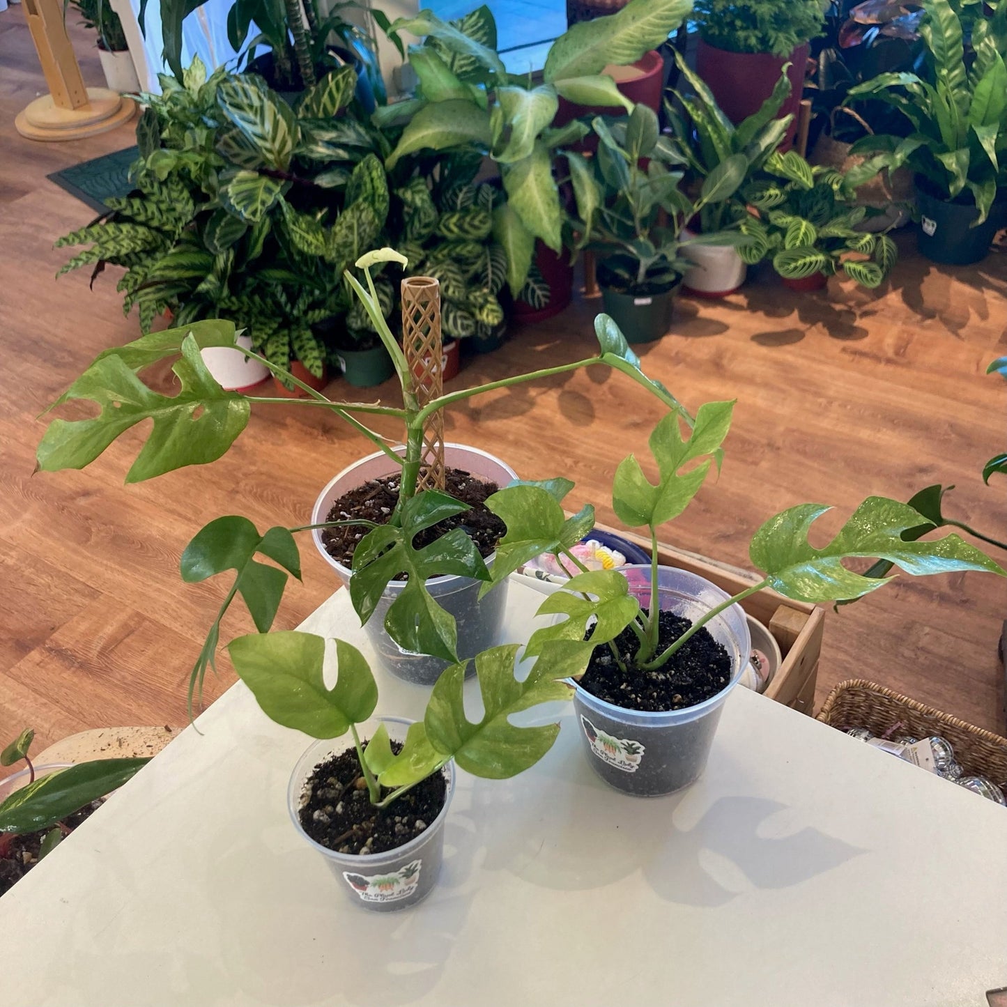 Rhaphidophora tetrasperma “Variegated Mint” - The Plant Lady SF