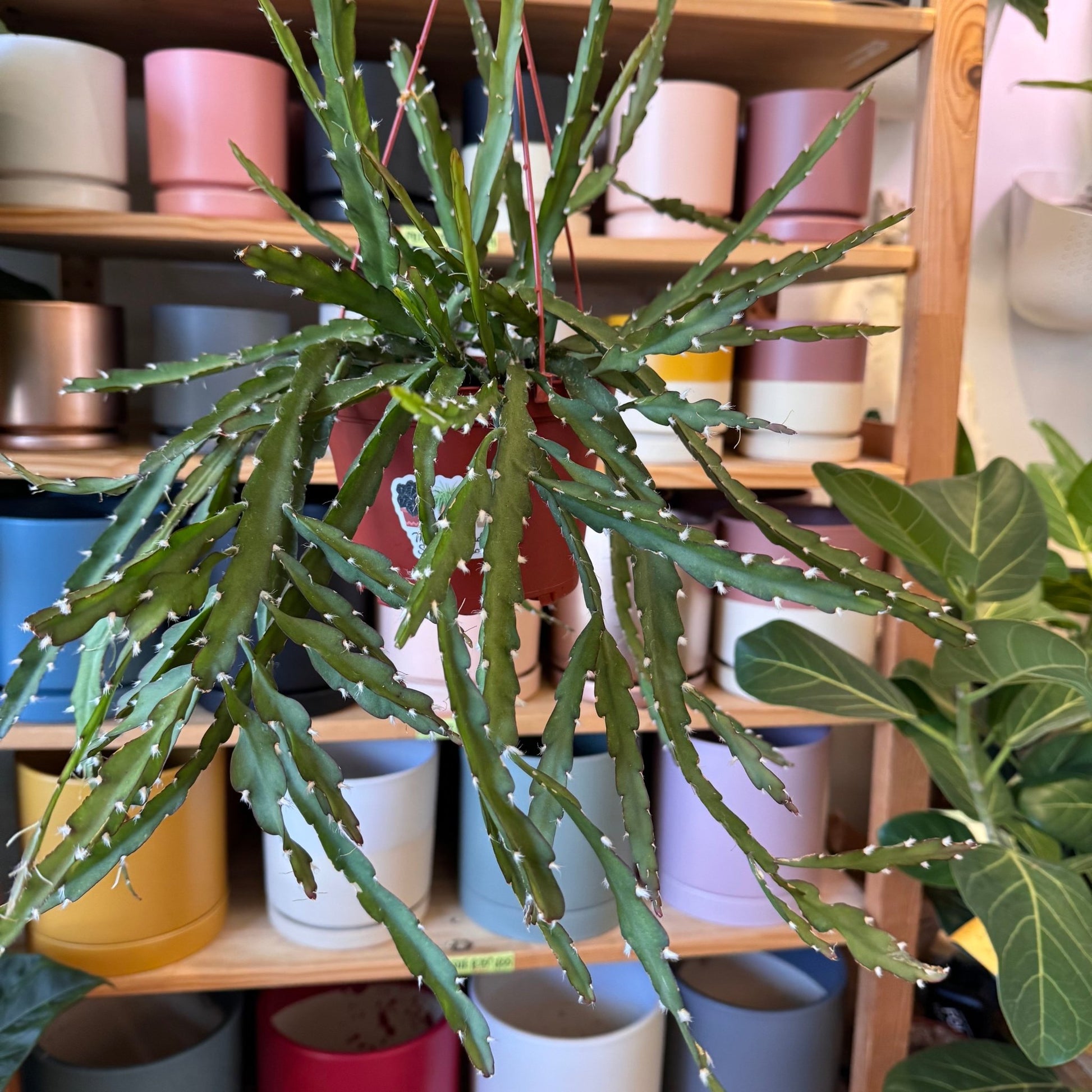 rhipsalis hanging plant Rhipsalis cruciformis (Pink Rhipsalis)