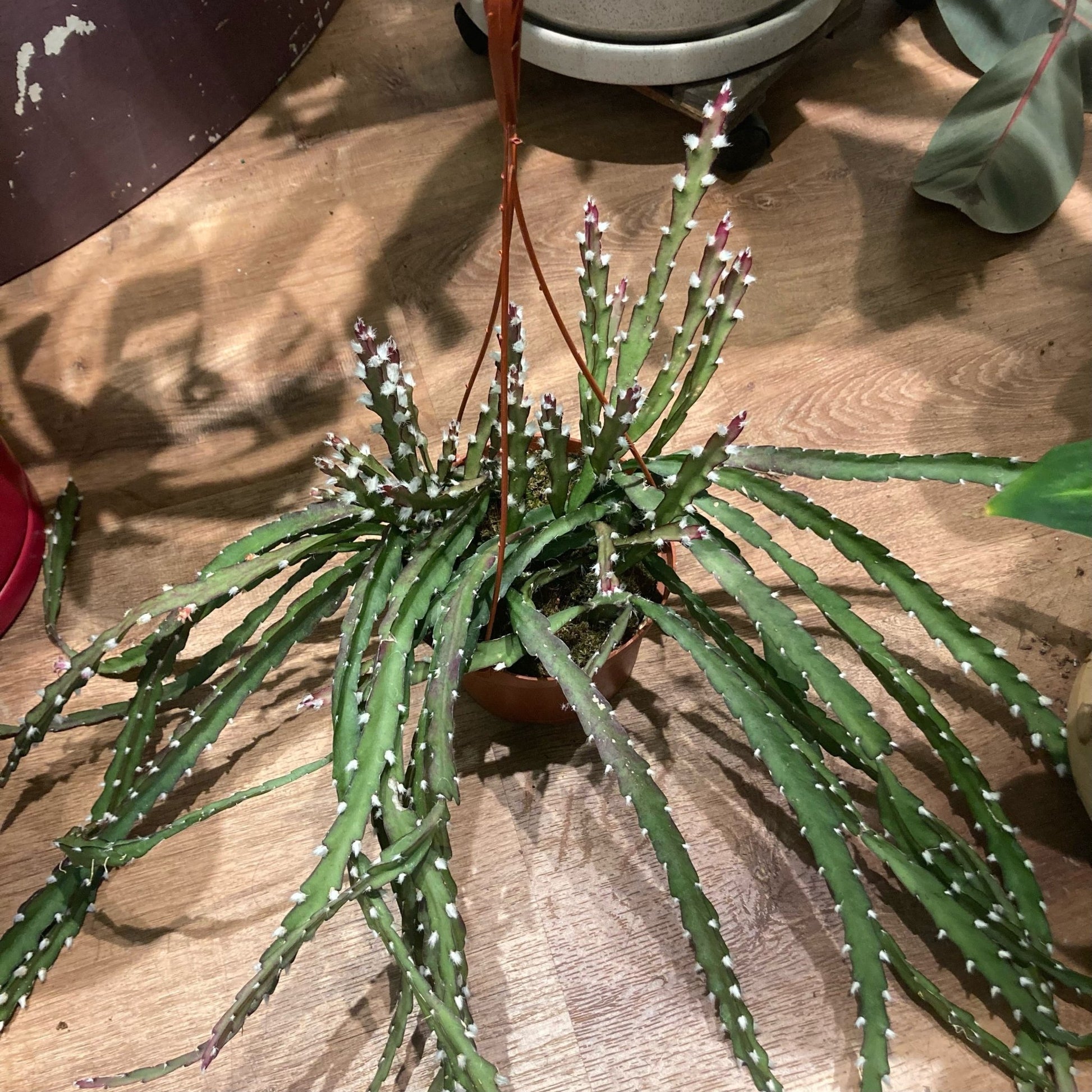 succulent rhipsalis Rhipsalis cruciformis (Pink Rhipsalis) – The Plant Lady SF