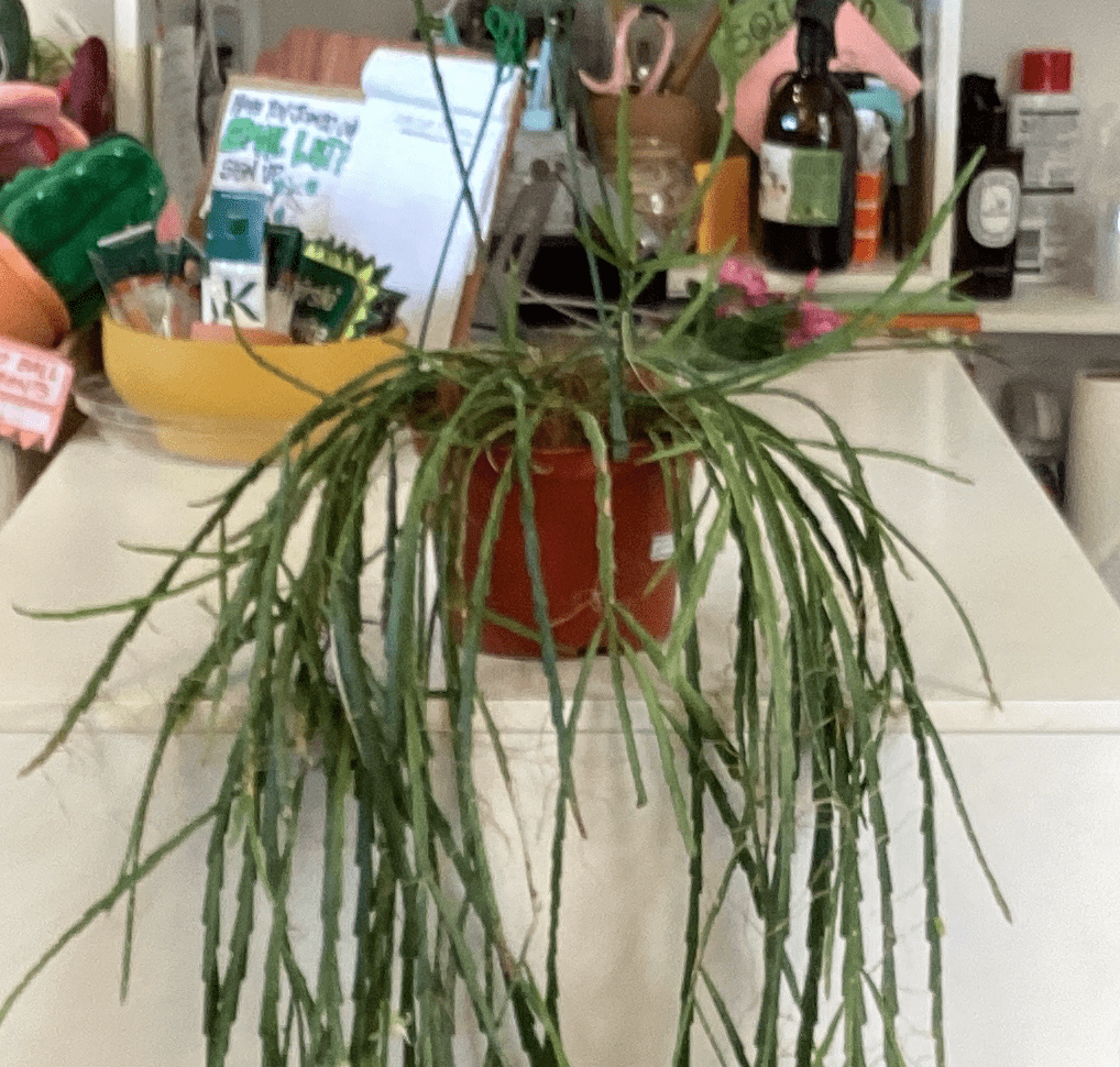 Rhipsalis warmingiana (AKA LEPISMIUM WARMINGIANUM ) - The Plant Lady SF