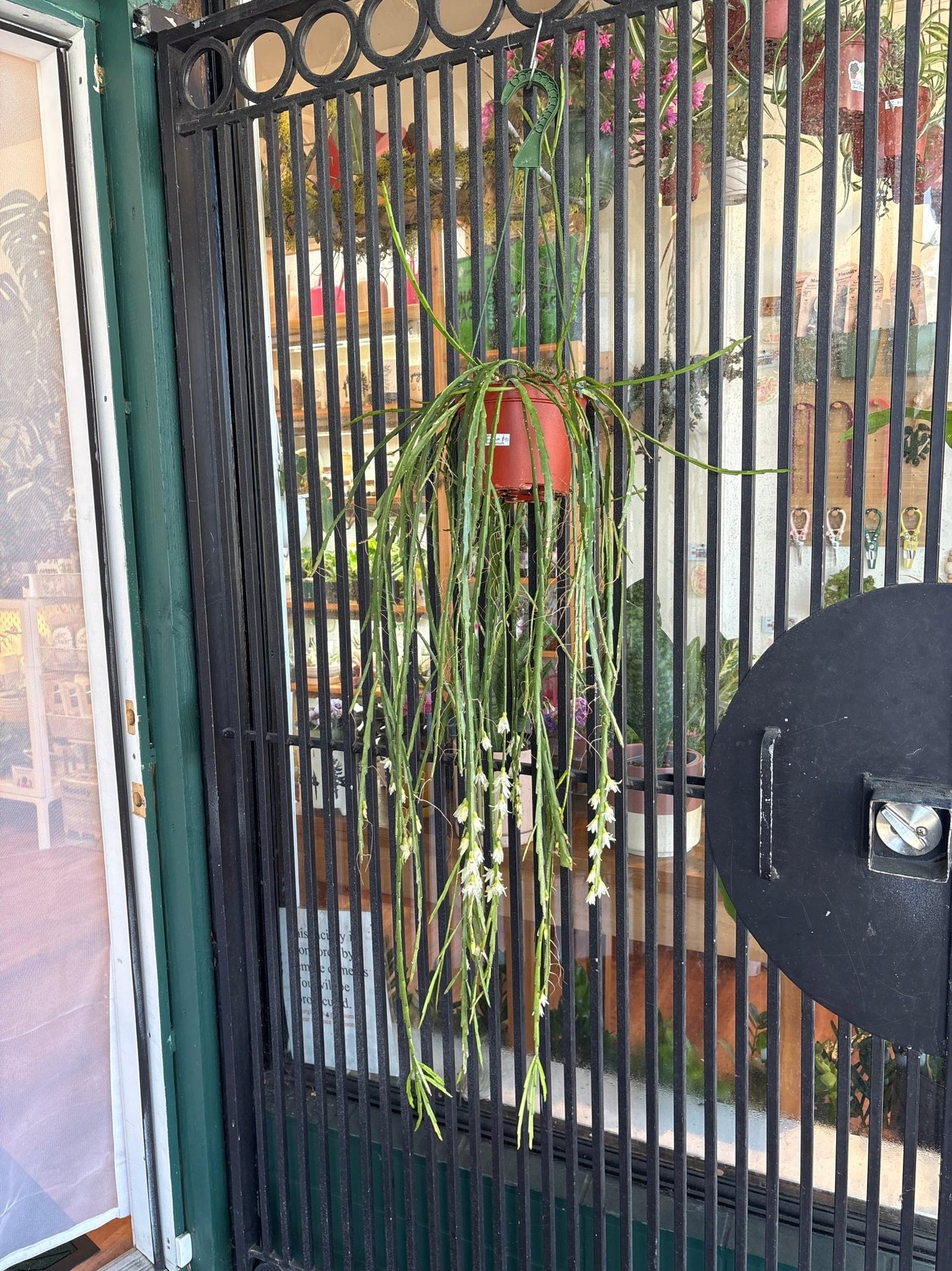 Rhipsalis warmingiana (AKA LEPISMIUM WARMINGIANUM ) - The Plant Lady SF