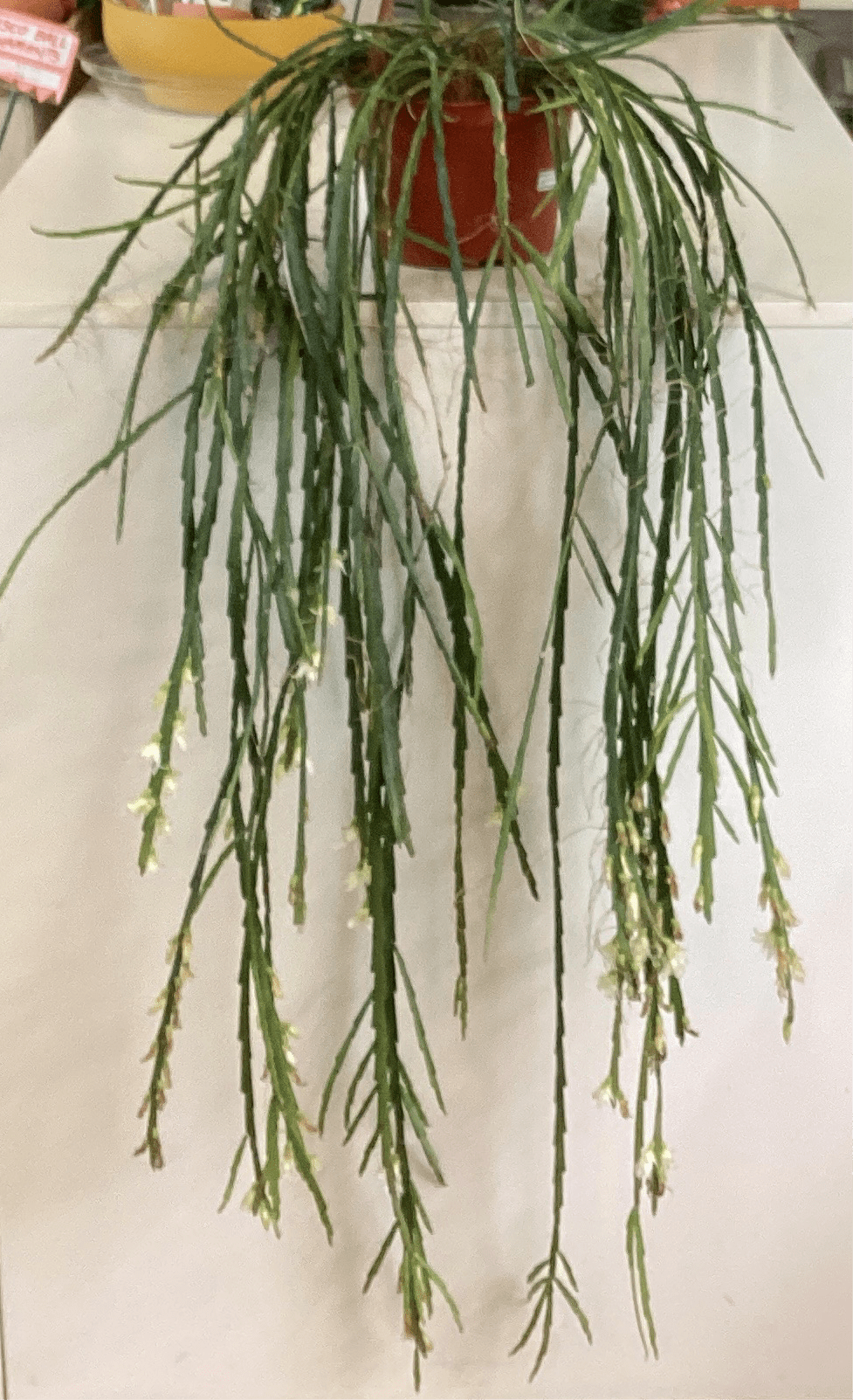 Rhipsalis warmingiana (AKA LEPISMIUM WARMINGIANUM ) - The Plant Lady SF