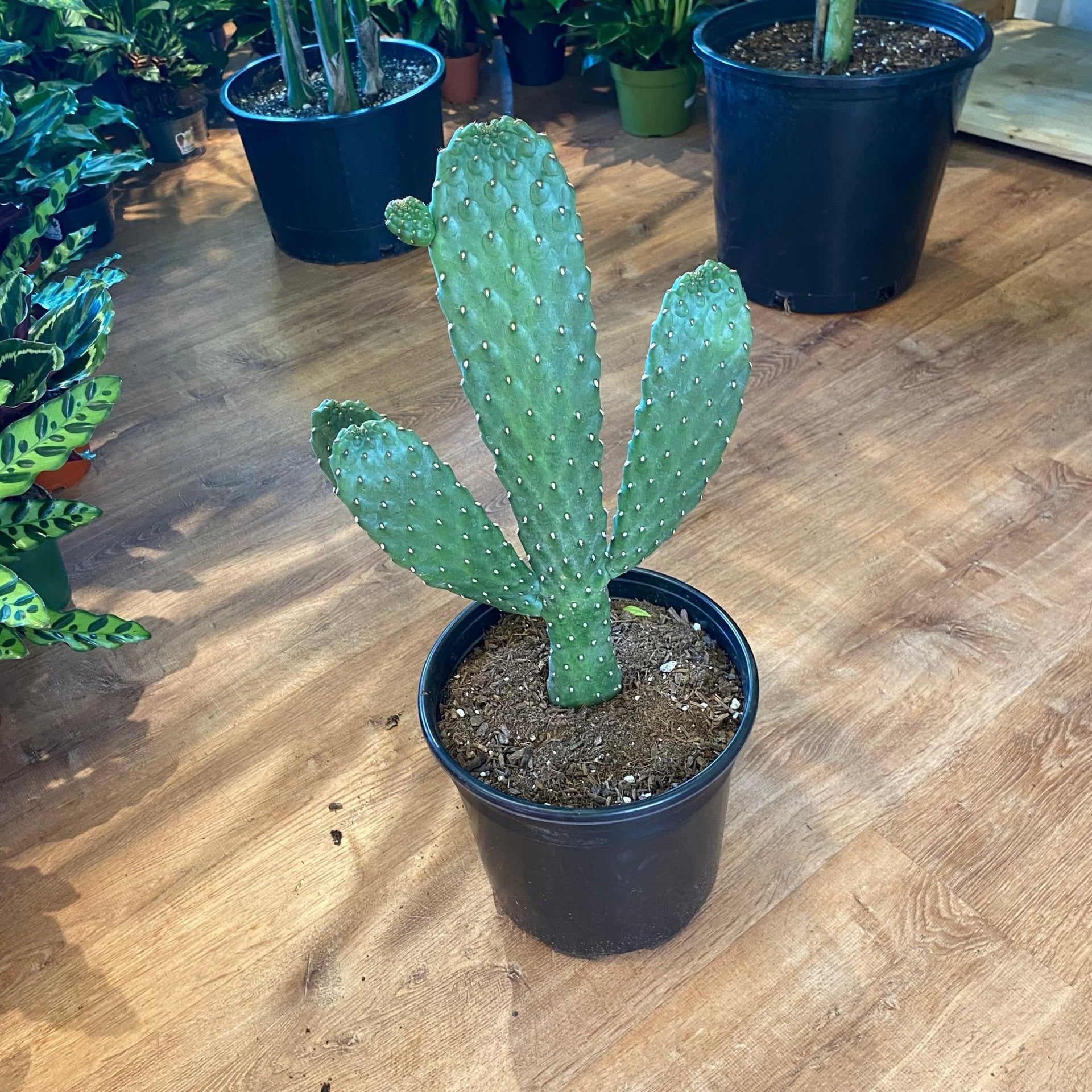 Roadkill Cactus (Consolea rubescens)