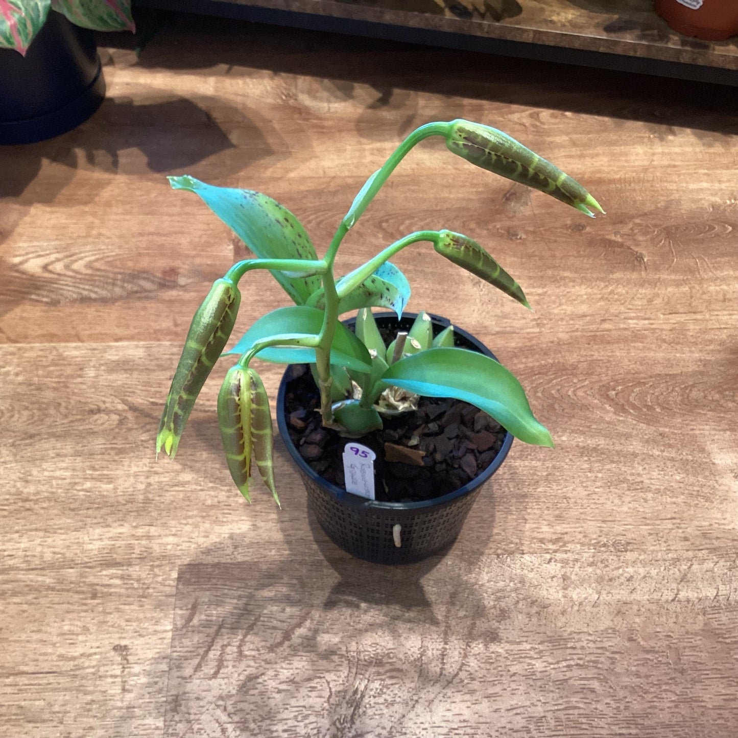 Rossioglossum grande - The Plant Lady SF