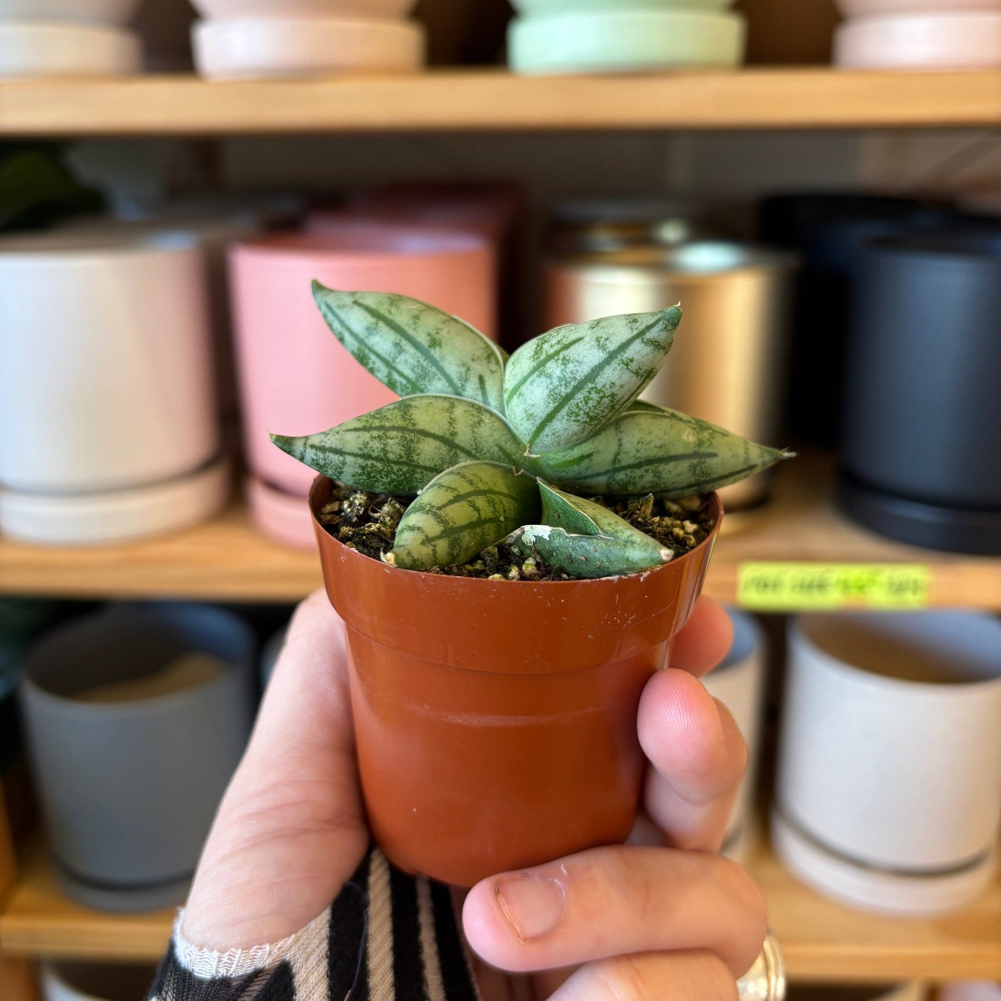 bonsai sansevieria Sansevieria bonji