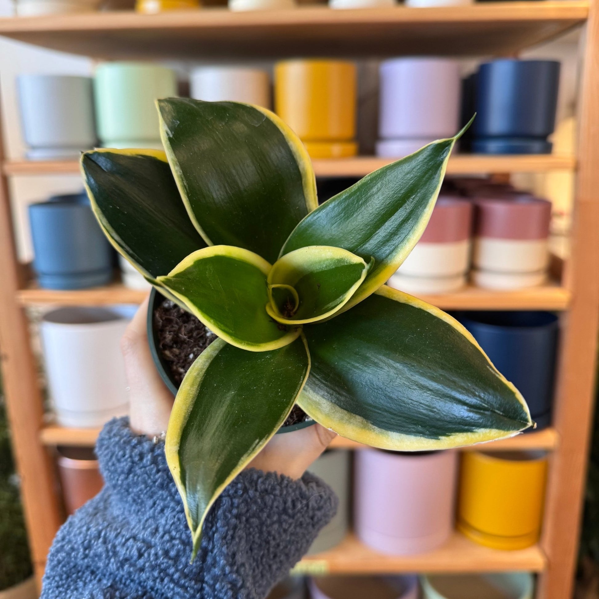 Sansevieria hahnii 'Black Gold' - The Plant Lady SF