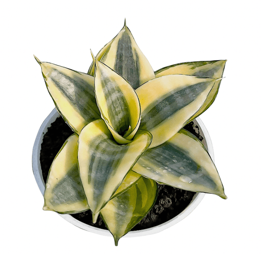 Sansevieria hahnii 'Gold Star' - The Plant Lady SF
