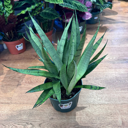 Sansevieria hahnii 'Silver Streak' - The Plant Lady SF