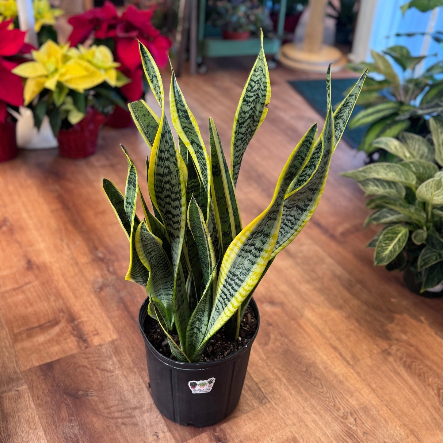 where to buy sansevieria plant Sansevieria trifasciata var. laurentii – The Plant Lady SF