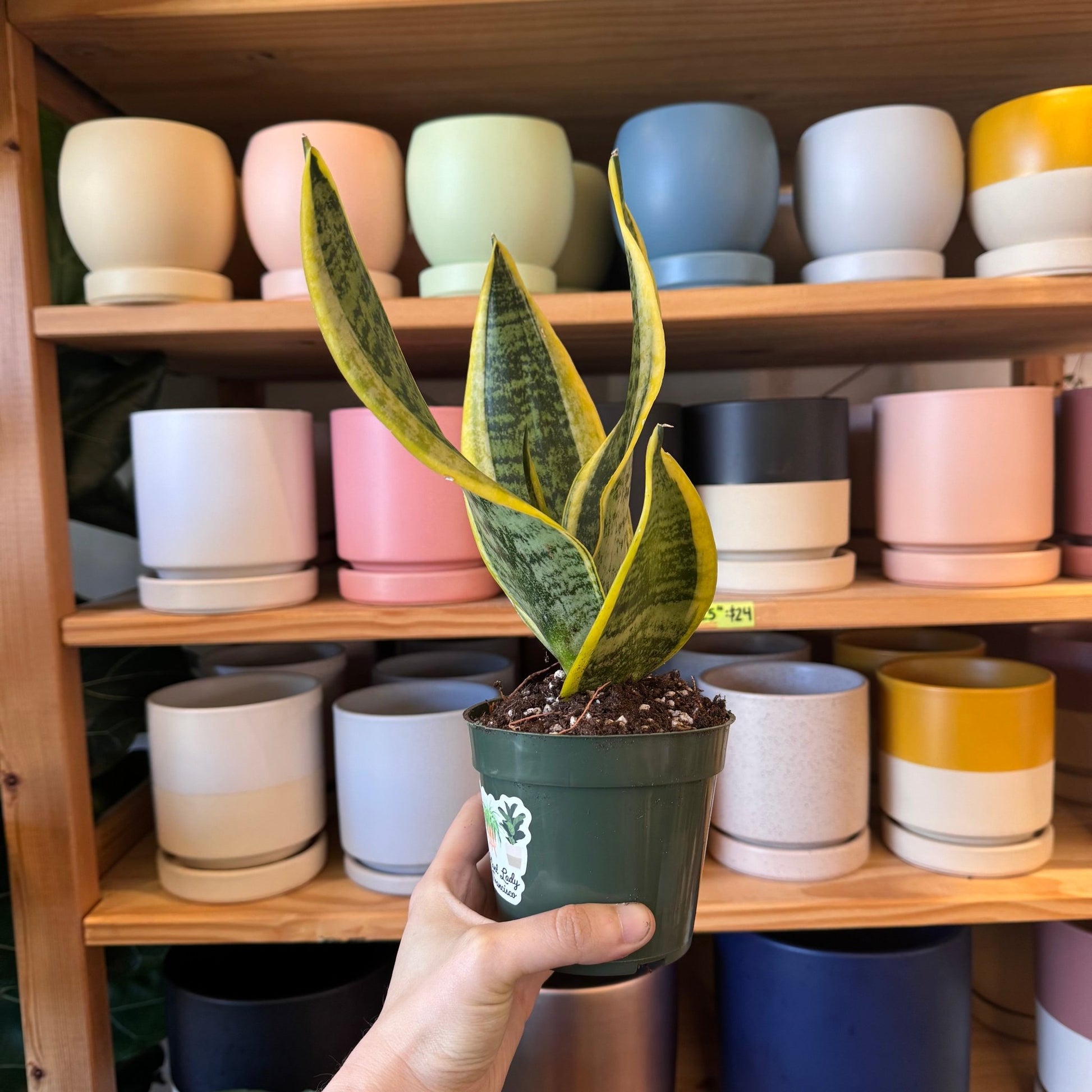 Sansevieria 'Superba' - The Plant Lady SF