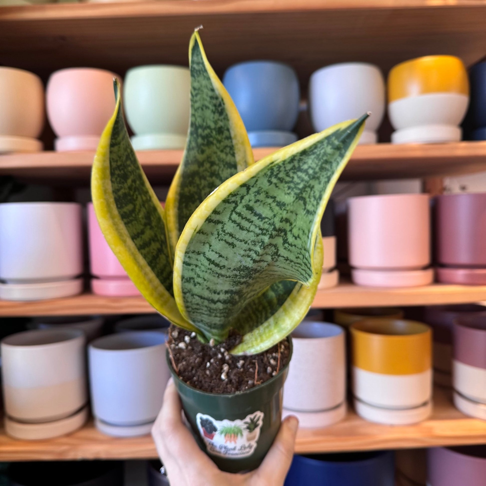 Sansevieria 'Superba' - The Plant Lady SF