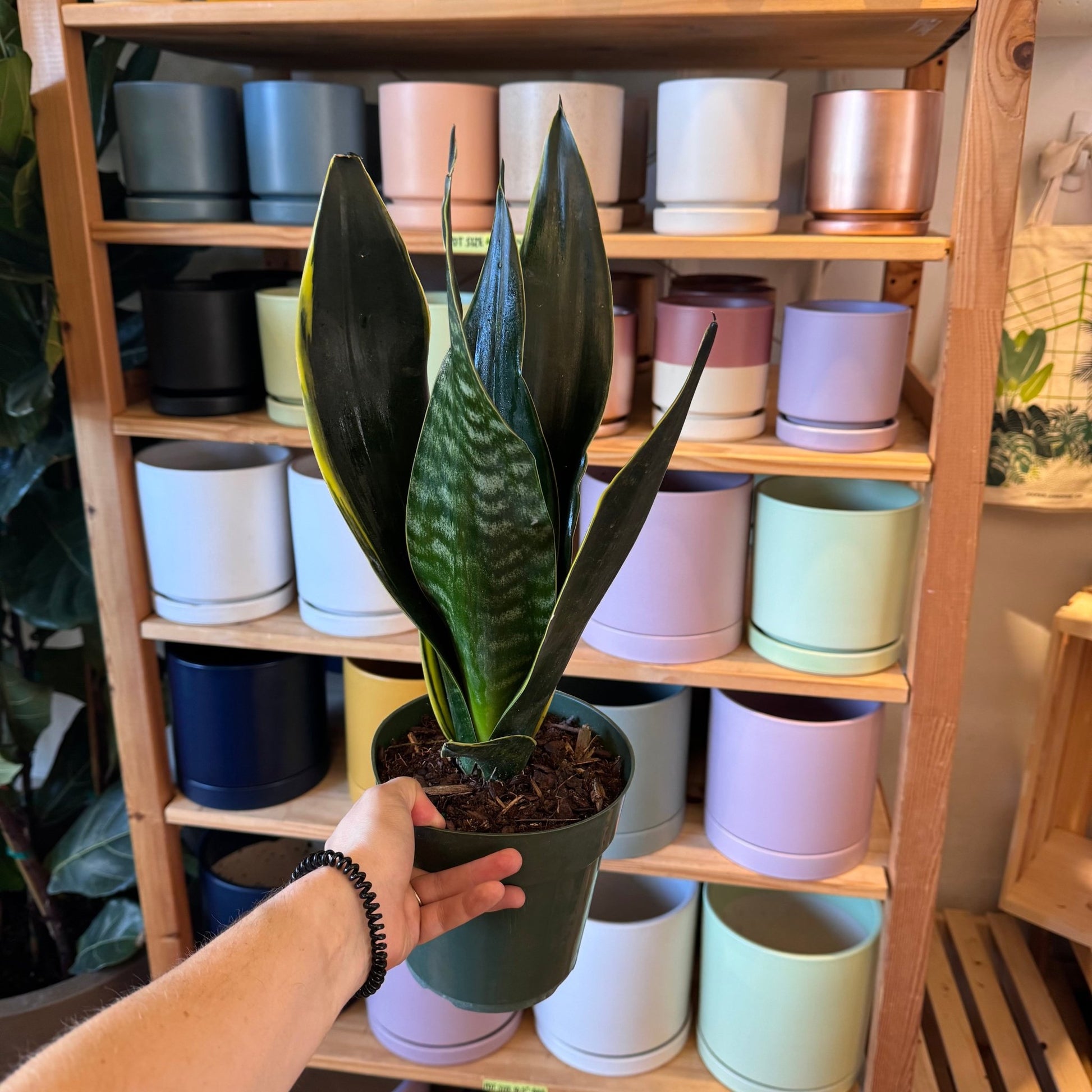 Sansevieria 'Superba Fabi' - The Plant Lady SF