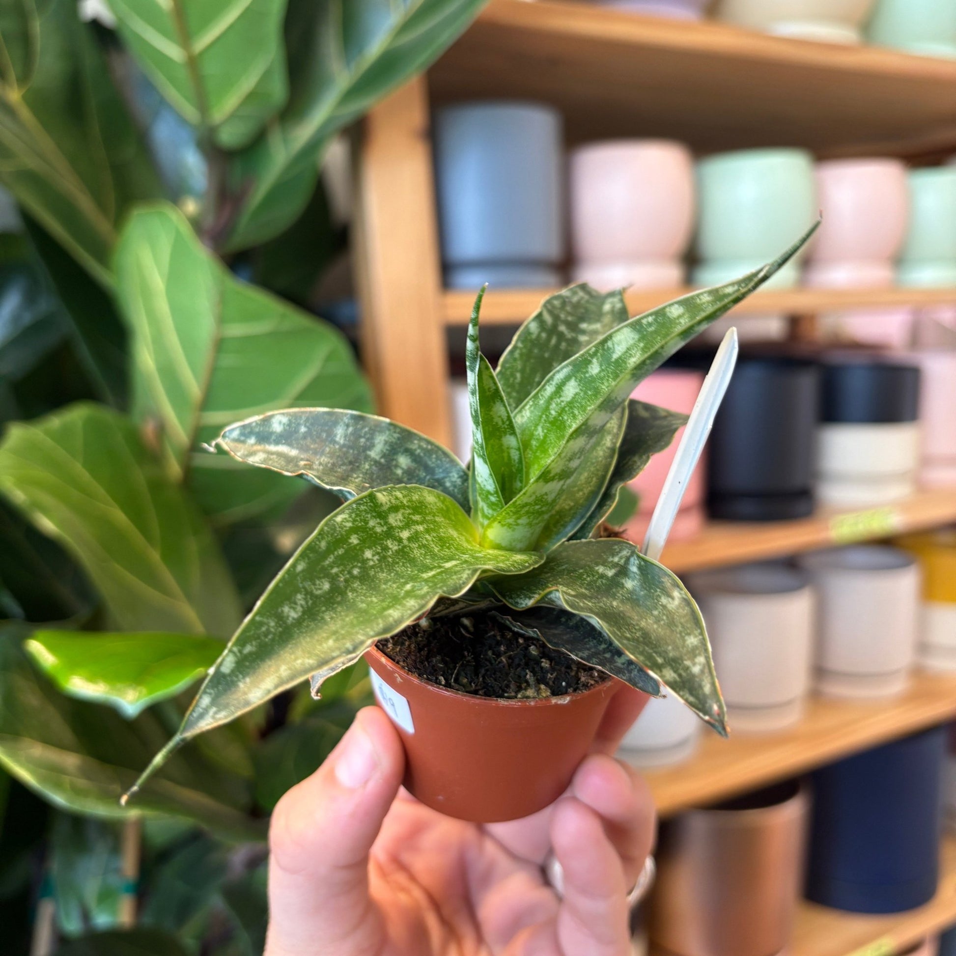 tiger indoor plant Sansevieria 'Tiger'