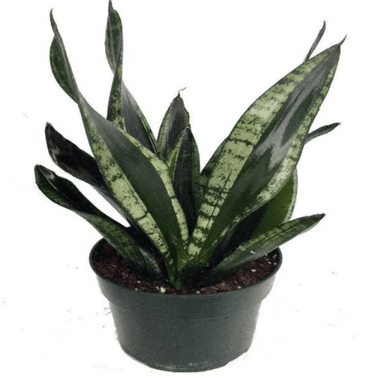 Sansevieria trifasciata 'Whitney' - The Plant Lady SF