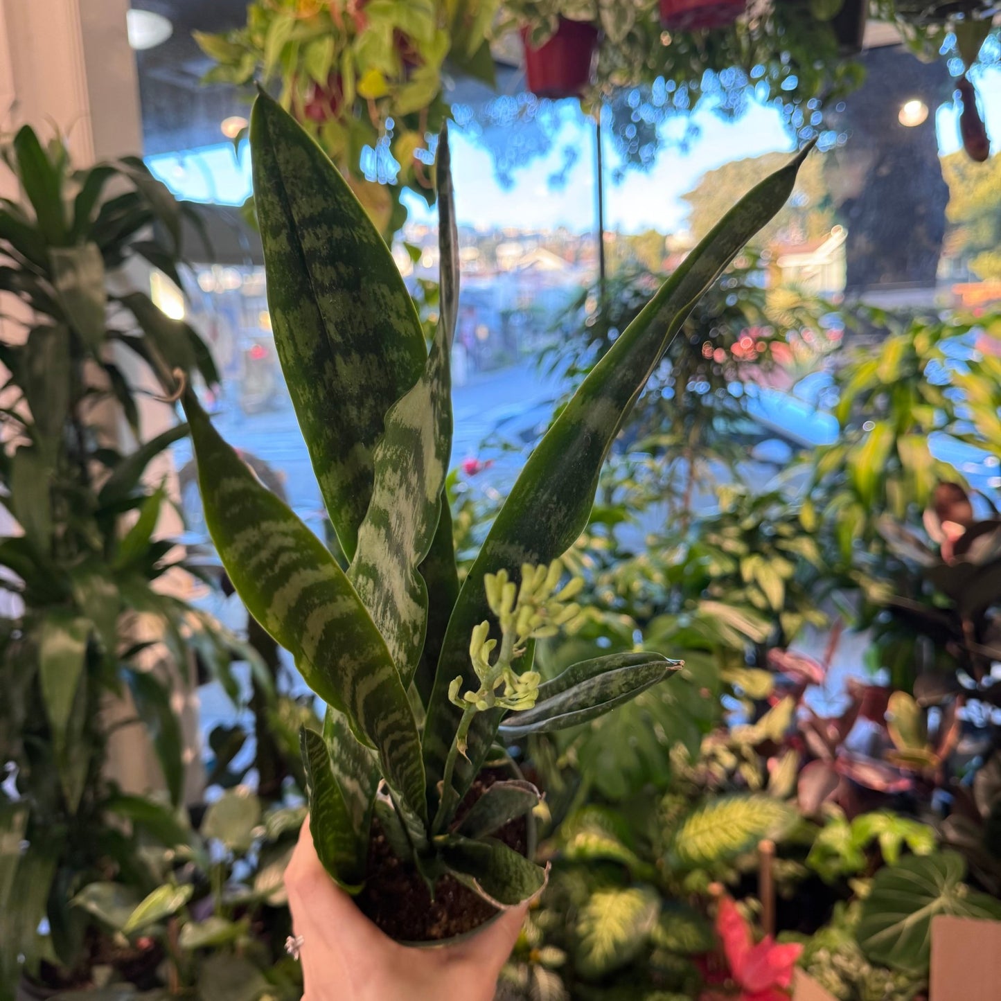 Sansevieria zeylanica "Silver Streak" - The Plant Lady SF