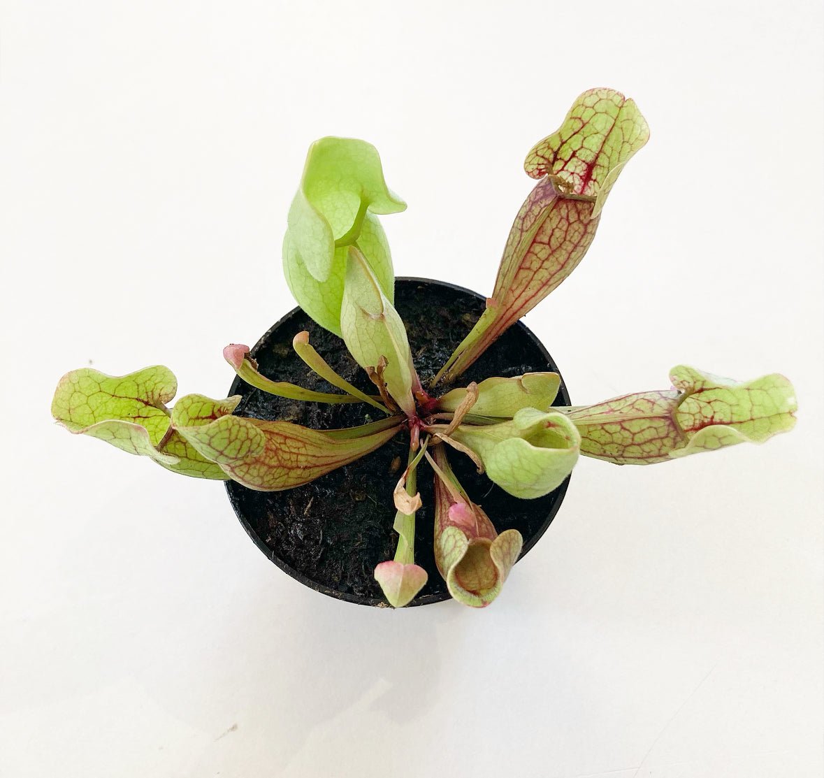 Sarracenia assorted hybrids 3" - The Plant Lady SF