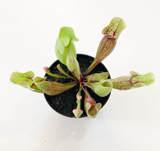 Sarracenia assorted hybrids 3" - The Plant Lady SF