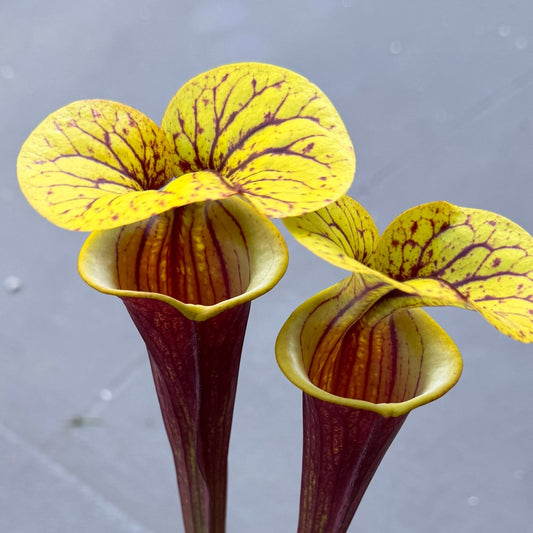 Sarracenia flava var rubricorpora - The Plant Lady SF