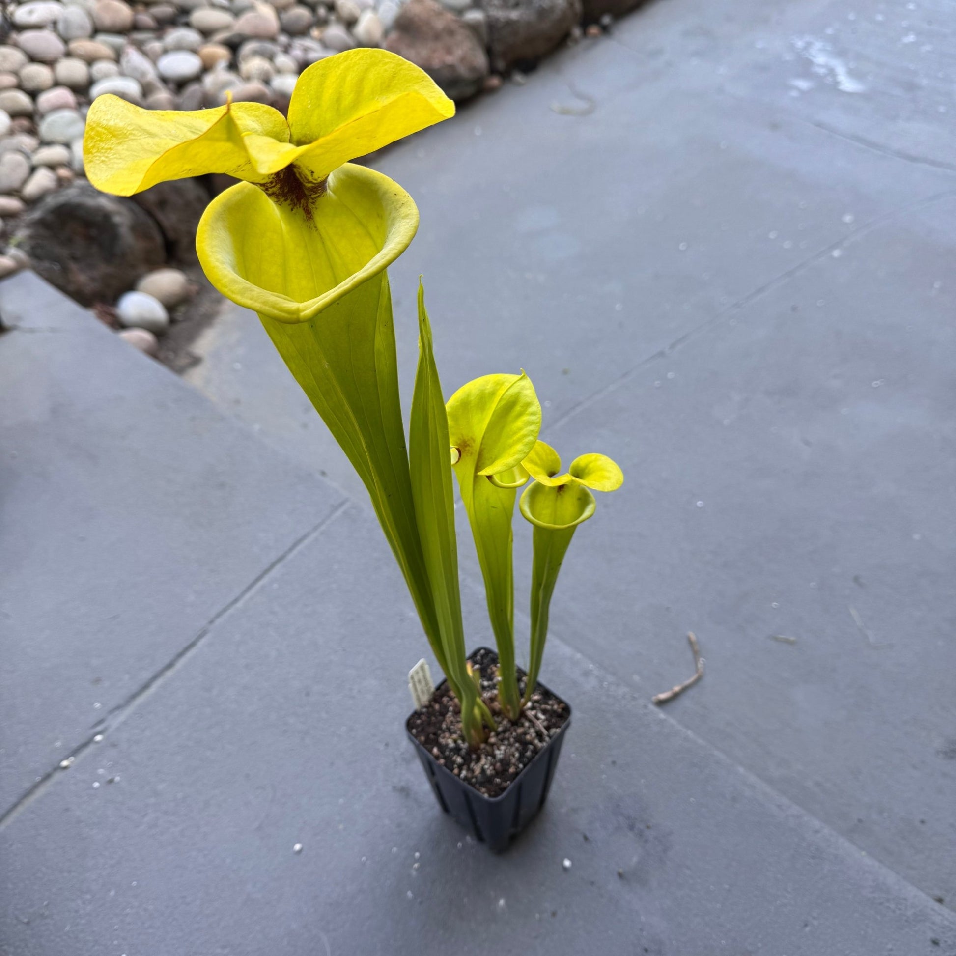 Sarracenia flava var rugelli 'Giant' - The Plant Lady SF