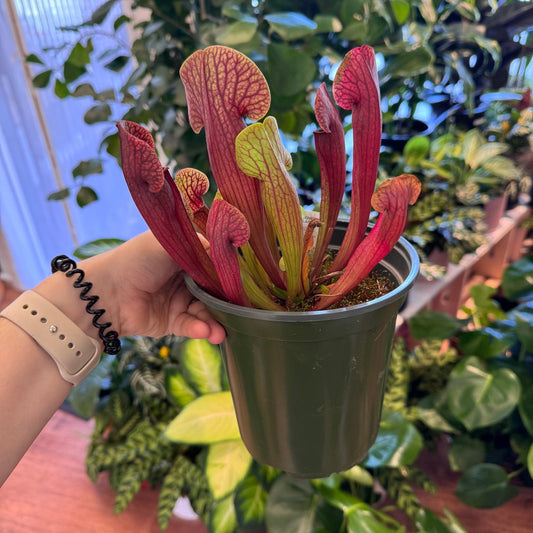 Sarracenia 'Meercat Mob' - The Plant Lady SF