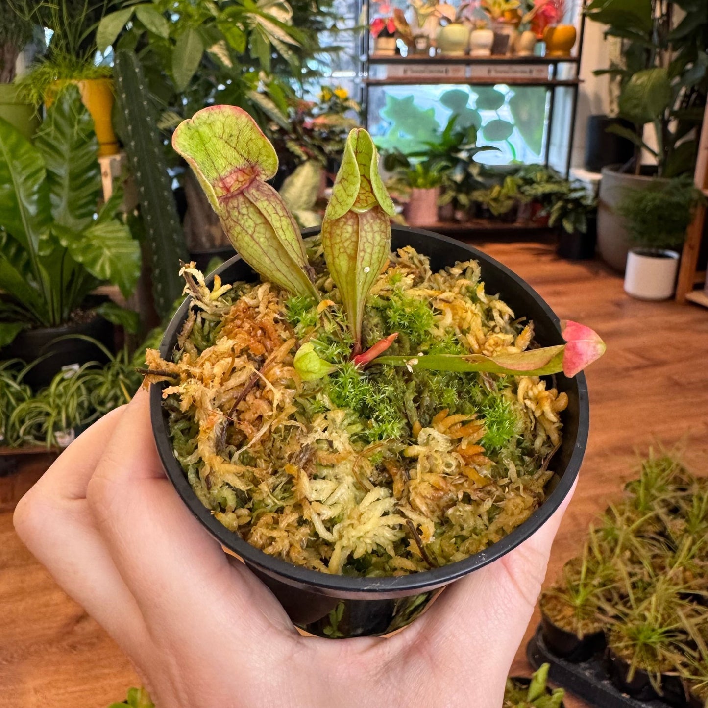 Sarracenia purpurea - The Plant Lady SF